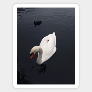 swan Sticker